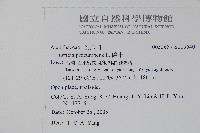 爵床藏品圖，第2張