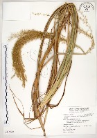 五節芒藏品圖，第1張