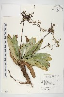 細葉假黃鵪菜藏品圖，第1張