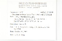 細葉假黃鵪菜藏品圖，第2張