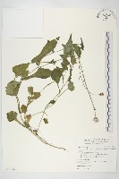 紫背草藏品圖，第1張