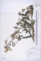 登錄號:S115654藏品圖，第1張