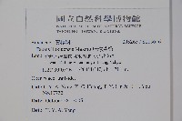 琉球黃楊藏品圖，第2張