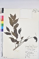 披針葉饅頭果藏品圖，第1張