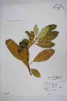 蘭嶼馬蹄花藏品圖，第1張