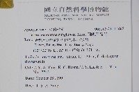 蘭嶼馬蹄花藏品圖，第2張