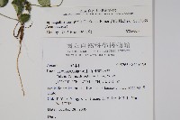 卵葉鱗球花藏品圖，第2張