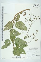 下田菊藏品圖，第1張