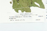 下田菊藏品圖，第3張