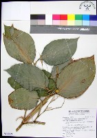 蘭嶼竹芋藏品圖，第1張