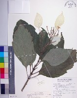 大葉玉葉金花藏品圖，第1張