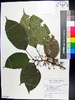 三脈紫麻藏品圖，第1張