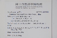 針刺草藏品圖，第2張