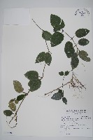 匍匐半插花藏品圖，第1張