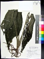 白鶴蘭藏品圖，第1張