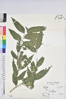 臺灣假黃楊藏品圖，第1張