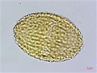 匍匐半插花藏品圖，第2張