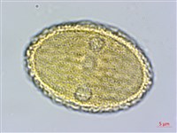 匍匐半插花藏品圖，第3張