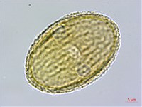 匍匐半插花藏品圖，第4張