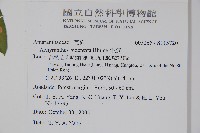 牛膝藏品圖，第2張