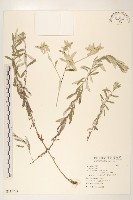 登錄號:S115724藏品圖，第1張