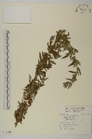 綠苞蒿藏品圖，第1張