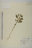 菊葉香藜藏品圖，第1張