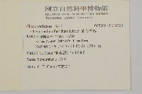 菊葉香藜藏品圖，第2張