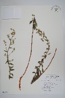 登錄號:S115734藏品圖，第1張