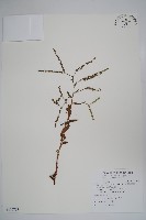 中國勿忘草藏品圖，第1張