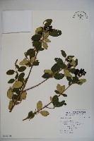 登錄號:S115738藏品圖，第1張