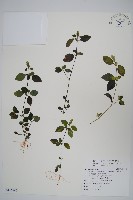 爵床、六角英藏品圖，第1張