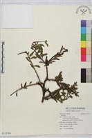 登錄號:S115744藏品圖，第1張