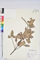 登錄號:S115748藏品圖，第1張