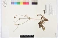 登錄號:S115752藏品圖，第1張