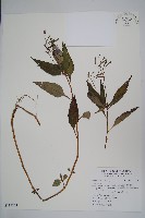 登錄號:S115754藏品圖，第1張