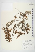 中國菟絲子藏品圖，第1張