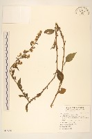 毛果一枝黃花藏品圖，第1張