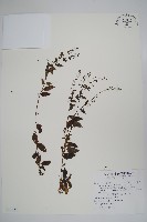 狹葉附地菜藏品圖，第1張