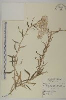 登錄號:S115774藏品圖，第1張