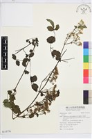 登錄號:S115776藏品圖，第1張