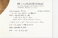 圓葉牽牛藏品圖，第2張