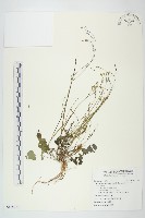 細梗黃鵪菜藏品圖，第1張