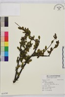 登錄號:S115785藏品圖，第1張