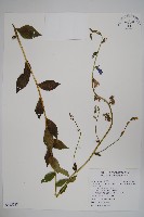 雲南沙參藏品圖，第1張