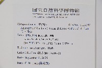 雲南沙參藏品圖，第2張