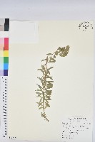 繅絲花藏品圖，第1張