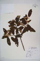 密生莢迷藏品圖，第1張