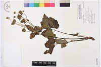 登錄號:S115794藏品圖，第1張