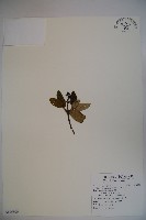 密生莢迷藏品圖，第1張